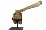 9.8" Hadrosaur (Edmontosaur) Caudal Vertebra - Montana - #129423-6